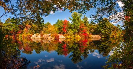 fall leaves