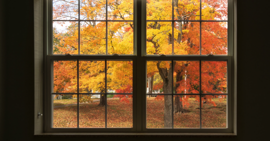 fall leaves through a window