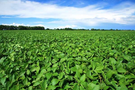 A lush, green field stretches to the horizon under a bright blue sky with clouds.