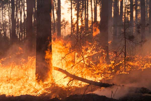 image of a forest fire depicting climate change