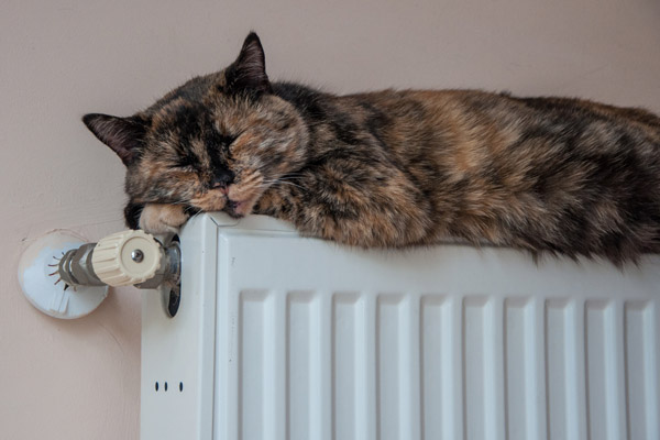 cat sleeping on a radiator from a boiler heating system