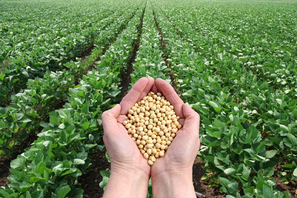 soy crops used for the production of fuel