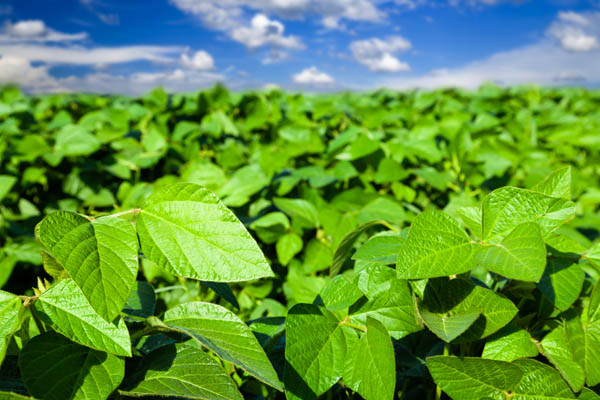 image of soy used for biofuel production