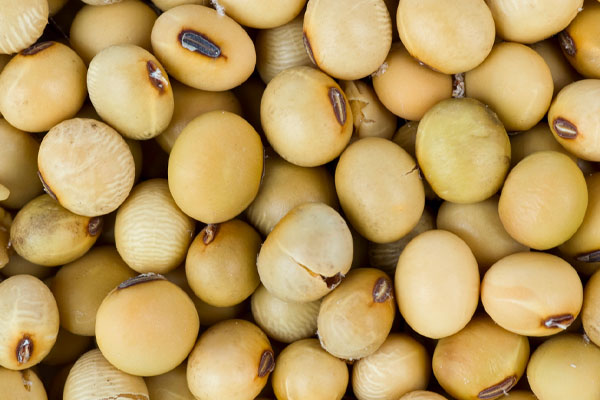 soy beans used for biofuel production