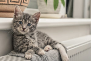 image of a kitten on radiator of a heating system that uses bioheat heating oil