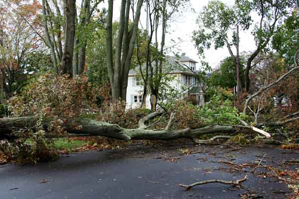 image of a fallen tree on electrical wire