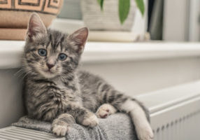 image of a kitten on radiator of a heating system that uses bioheat heating oil